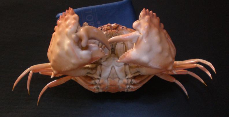 Calappa pustulosa T.F.C. chelipeds.bmp